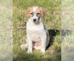 Small #1 Australian Shepherd-Colonial Cocker Spaniel Mix