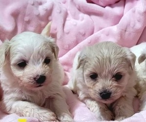 Bichon Frise-Maltipoo Mix Puppy for sale in LONG BEACH, MS, USA