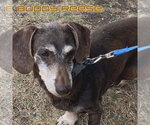 Small #6 Dachshund