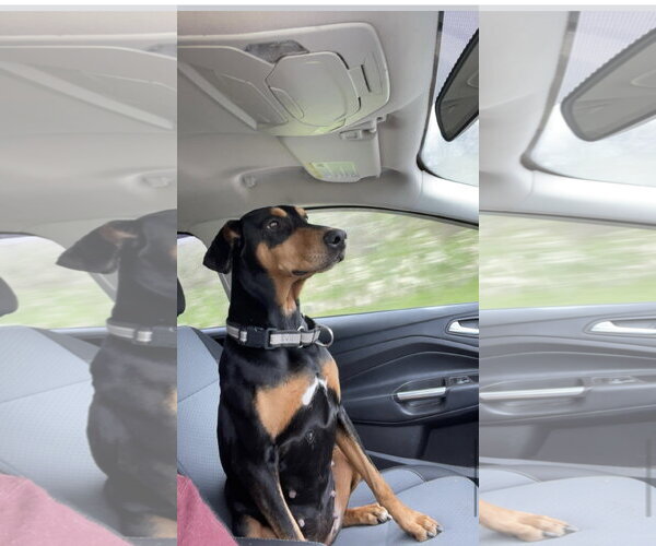 Medium Photo #6 Doberman Pinscher Puppy For Sale in Minneaoplis, MN, USA