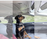 Small #5 Doberman Pinscher