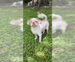 Small #2 Shih Tzu