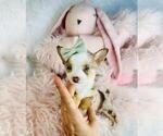 Small Photo #12 Chihuahua Puppy For Sale in DACULA, GA, USA