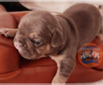 Small Photo #55 French Bulldog Puppy For Sale in MANHATTAN, NY, USA
