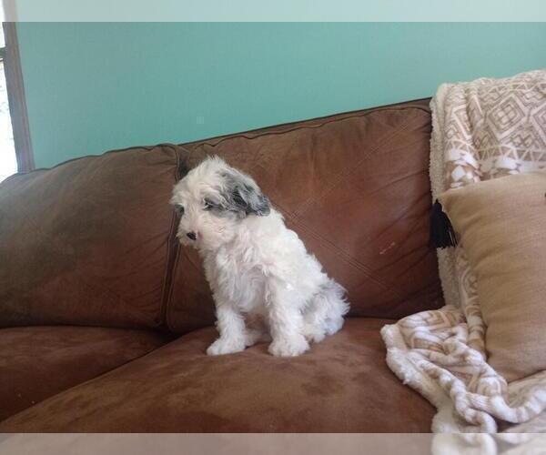 Medium Photo #19 Aussie-Poo Puppy For Sale in HOLMESVILLE, OH, USA