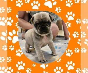 Pug Puppy for sale in BRIDGETOWN, OH, USA