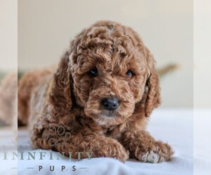 Goldendoodle Puppy for sale in LITITZ, PA, USA
