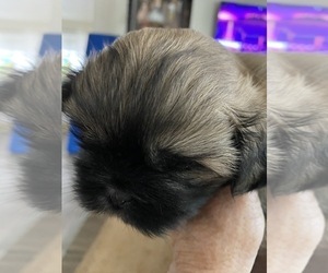 Shih Tzu Puppy for sale in KETTLE FALLS, WA, USA