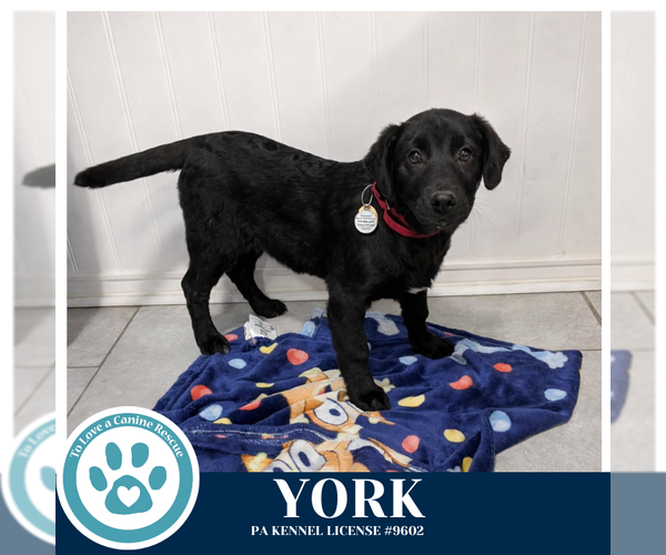 Medium Photo #2 Labrador Retriever-Unknown Mix Puppy For Sale in Kimberton, PA, USA