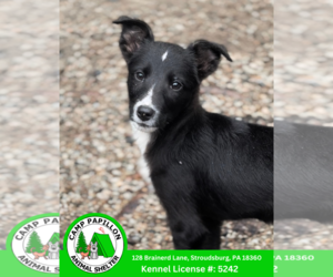 Border Collie-Unknown Mix Dogs for adoption in Stroudsburg, PA, USA