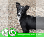 Small Border Collie Mix