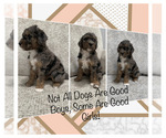 Small Photo #2 Sheepadoodle Puppy For Sale in NEW BALTIMORE, MI, USA