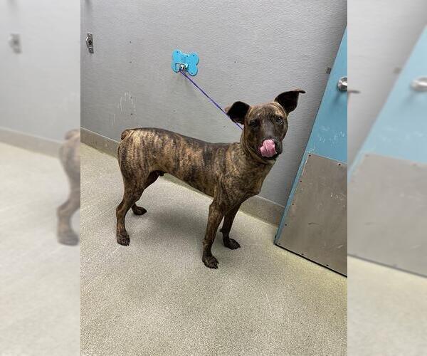 Medium Photo #1 Mutt Puppy For Sale in Las Vegas, NV, USA