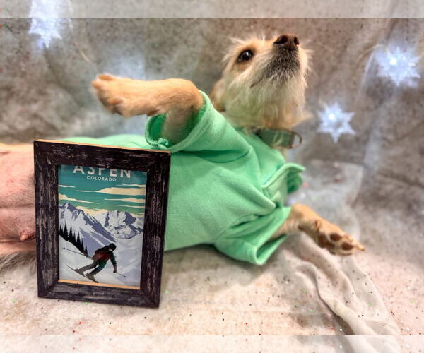 Medium Photo #3 Mutt Puppy For Sale in New London, WI, USA