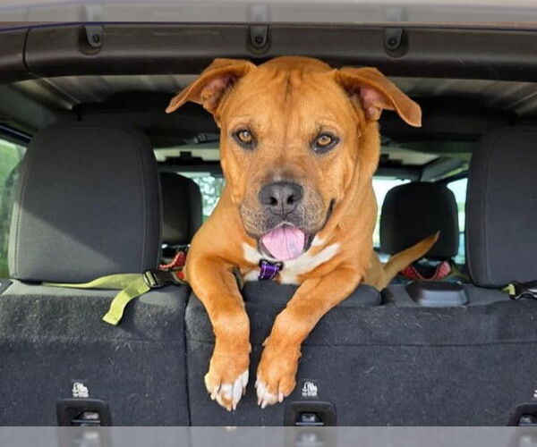 Medium Photo #3 American Pit Bull Terrier-Unknown Mix Puppy For Sale in Ocala, FL, USA