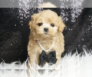 Maltipoo Puppy for sale in WARSAW, IN, USA