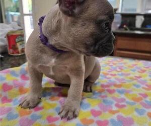 Medium French Bulldog