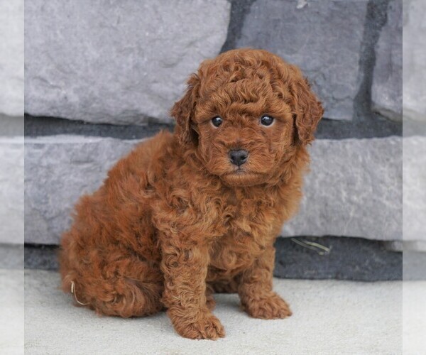 Medium Photo #2 Poodle (Miniature) Puppy For Sale in FREDERICKSBG, OH, USA