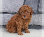 Small Photo #2 Poodle (Miniature) Puppy For Sale in FREDERICKSBG, OH, USA