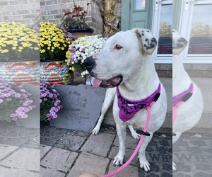 Gigi - Female Labrador Retriever-Unknown Mix Dog for Adoption - Photo #5