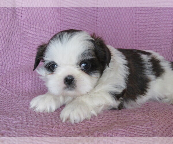 Medium Photo #1 Shih Tzu Puppy For Sale in SHILOH, OH, USA