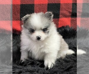 Pomeranian Puppy for sale in DALLAS, TX, USA