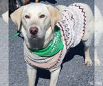 Small #3 Labrador Retriever-Retriever  Mix