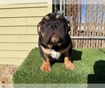Small #11 English Bulldog