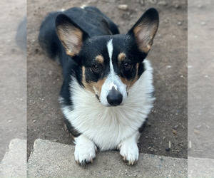Father of the Pembroke Welsh Corgi puppies born on 01/10/2026