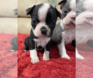 Boston Terrier Puppy for sale in CHARLOTTESVILLE, VA, USA