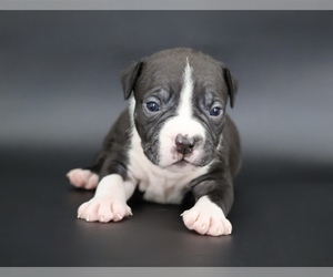American Bully Puppy for sale in CHAMPAIGN, IL, USA