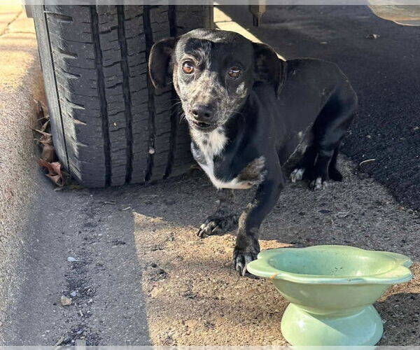 Medium Photo #3 Dachshund-Unknown Mix Puppy For Sale in Grafton, WI, USA