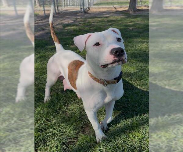 Medium Photo #1 Mutt Puppy For Sale in Conroe, TX, USA