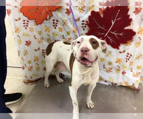 Medium Photo #1 Mutt Puppy For Sale in Riverside, CA, USA