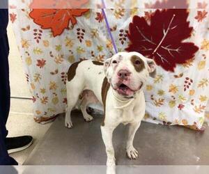 Mutt Dogs for adoption in Riverside, CA, USA