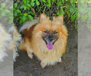 Pomeranian-Unknown Mix Dogs for adoption in Ventura, CA, USA