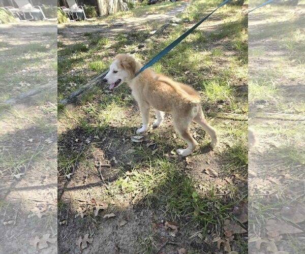 Medium Photo #4 Great Pyrenees Puppy For Sale in Spring, TX, USA