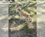 Small #3 Great Pyrenees