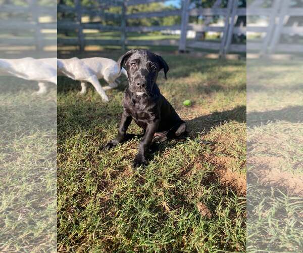 Medium Photo #4 Labrador Retriever-Unknown Mix Puppy For Sale in Alexander, AR, USA