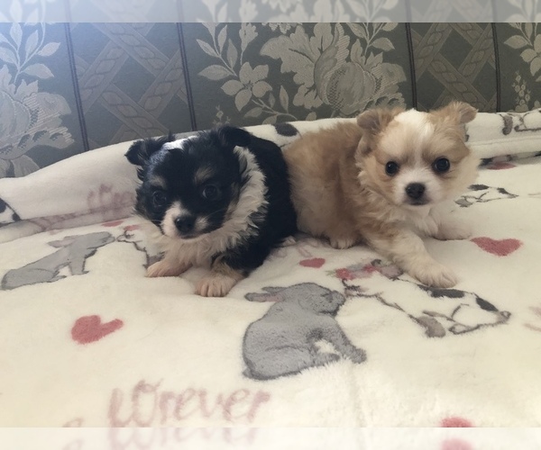 Medium Photo #1 Chihuahua Puppy For Sale in SEABECK, WA, USA