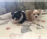 Small Photo #1 Chihuahua Puppy For Sale in SEABECK, WA, USA
