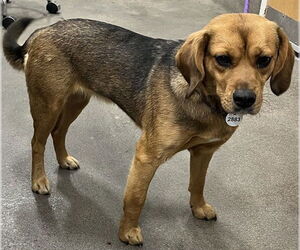 Beagle-German Shepherd Dog Mix Dogs for adoption in Forestville, MD, USA