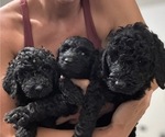 Puppy Puppy 1 Australian Labradoodle