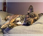 Small #1 American Staffordshire Terrier-Golden Retriever Mix