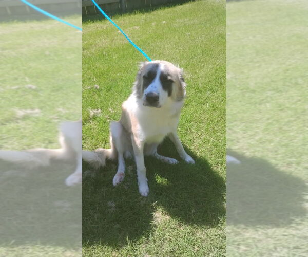 Medium Photo #1 Anatolian Shepherd Puppy For Sale in Great Bend, KS, USA