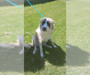 Anatolian Shepherd Dogs for adoption in Great Bend, KS, USA