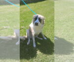 Small Anatolian Shepherd