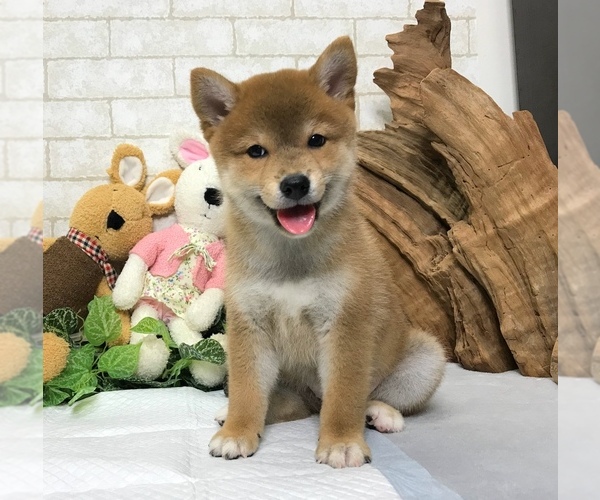 Medium Photo #4 Shiba Inu Puppy For Sale in CHICAGO, IL, USA