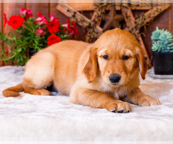 Medium Photo #31 Golden Retriever Puppy For Sale in WAKARUSA, IN, USA