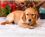 Puppy Violet Golden Retriever